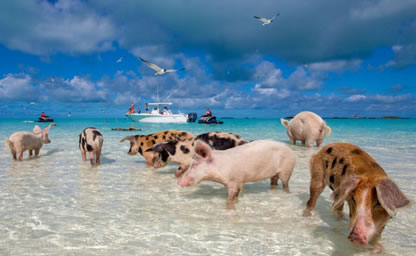 Swim with pigs Bahamas