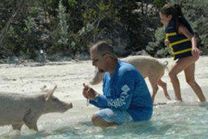 Freeport Bahamas swim with the pigs