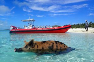 Swim with the pigs in Freeport, Bahamas