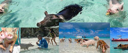 Swim With The Pigs in Freeport Bahamas